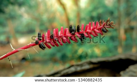 Close up black and pink flower that blooming in the spring season with bleary background 