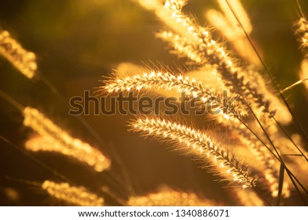 Closeup of meadow field with sunlight in summer season. Beautiful of grass flower at sunset
