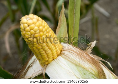 A selective focus picture of corn cob at organic corn field. - Image 