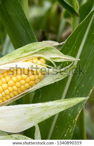 A selective focus picture of corn cob at organic corn field. - Image 