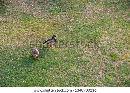 High angle view of a couple of mallards (Anas platyrhynchos) in a green lawn in springtime, Sirmione, Lake Garda, Lombardy, Italy