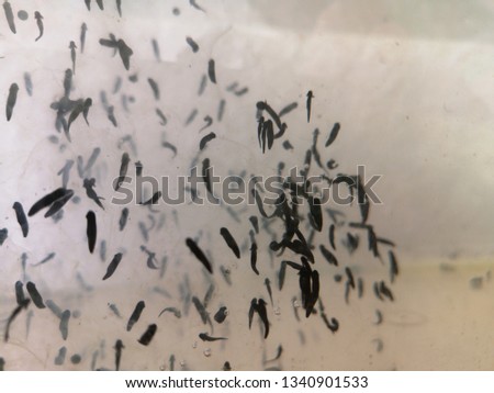 tadpoles hatching it of their frogspawn eggs and swimming around Royalty-Free Stock Photo #1340901533