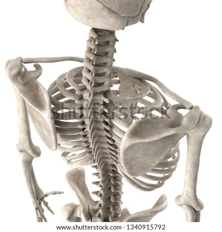 3D Render Male Skeleton Chest