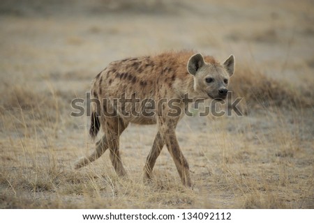 Hyena walking in Amboseli National Park of Kenya