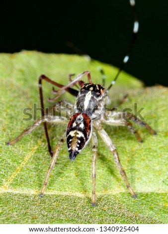 Jumping Spider (Frigga quintensis)
