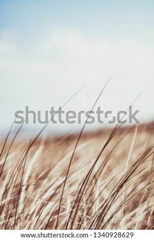 Beauty in nature, balanced lifestyle, environmental concept - Rustic summer field
