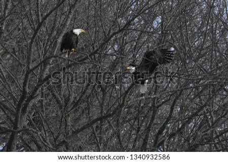 Eagles in Iowa