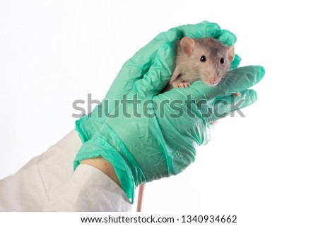 Dambo rat on the hands of a veterinarian on a white isolated background. The hands of the vet in gloves.
