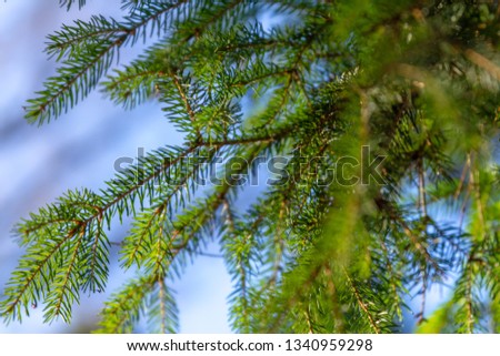 Macro forest pine