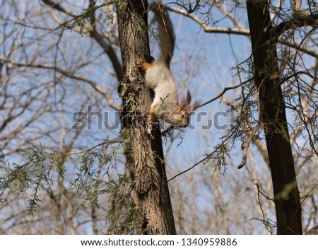 
squirrel is preparing to break out of the branch