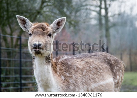 A young spotted deer close up.