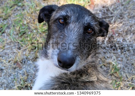 Australian Staghound, close-up of head
