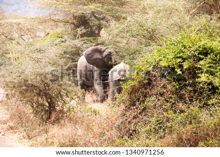 Family of African Elephants (Loxodonta africana) eating in bushes at Ngorongoro National Park, Tanzania