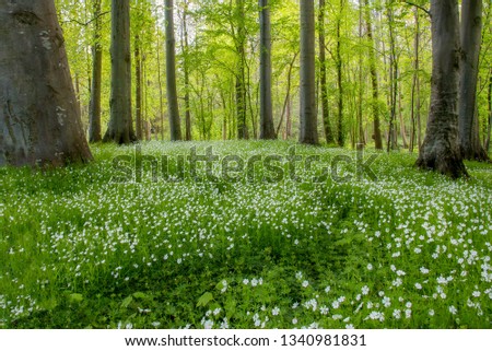 A beech tree forest, Jutland, Denmark comes to life with wild flowers.

