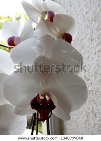 Branch of white orchid