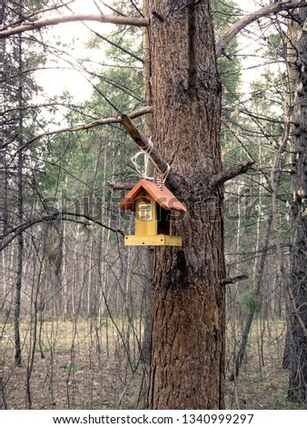 birdhouse, manger in the forest on a pine tree