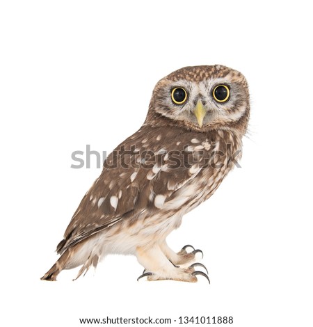 Little Owl, Athene noctua, isolated on white background Royalty-Free Stock Photo #1341011888