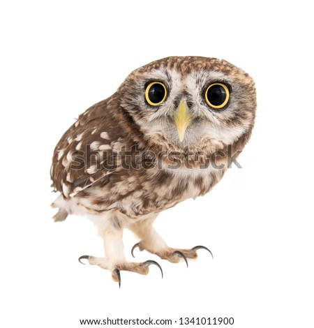 Little Owl, Athene noctua, isolated on white background