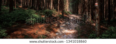 Hiking trail sign mark painted on a tree. Path leading trough the beautiful Bohemian Forest National Park. Trekking concept banner.
