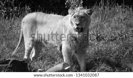 Lion cub is one of the four big cats in the genus Panthera, and a member of the family Felidae. With some males exceeding 250 kg (550 lb) in weight, it is the second-largest living cat after the tiger