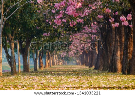 Beautiful blooming pink flower fall on ground Romantic tree tunnel in the morning.Tabebuya, Chompoo pantip.