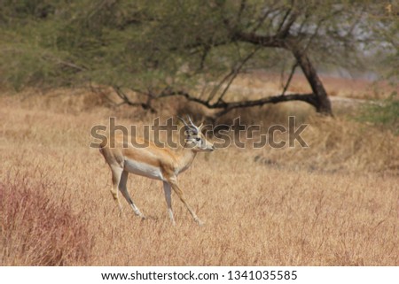 blackbuck Antelope jumping and crossing grassland at blackbuck national park, velavadar, Gujarat