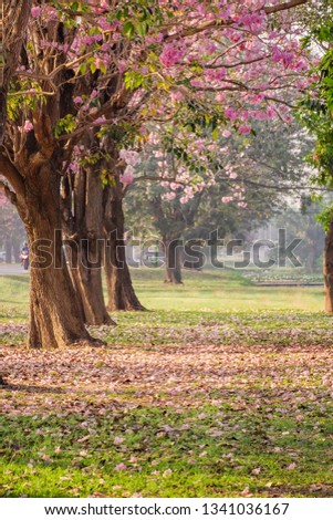 Beautiful blooming pink flower fall on ground Romantic tree tunnel in the morning.Tabebuya, Chompoo pantip.
