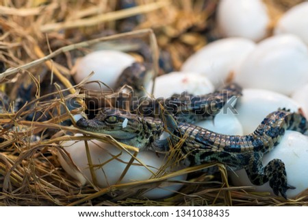New born Crocodile baby incubation hatching eggs or science name Crocodylus Porosus lying on the straw Royalty-Free Stock Photo #1341038435