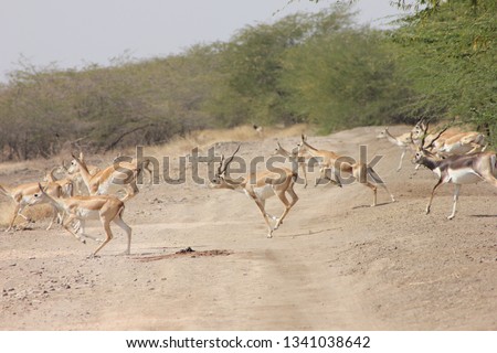 herd of blackbuck antelope crossing safari route at blackbuck national park, Bhavnagar, Gujarat, India