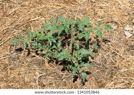 Tomato Plant Green Bio Home Gardening Planting Agriculture Stock Photo