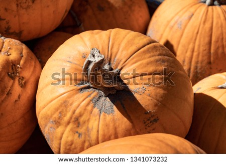 Pumpkin Patch Picking