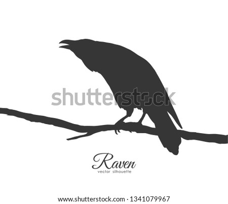 Vector illustration: Silhouette of Raven sitting on branch on white background.