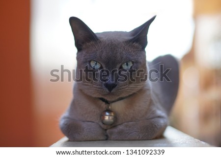 Beautiful color Thai cat sitting on the wall. Cute animals and pet concept, selective focus and free copy space.