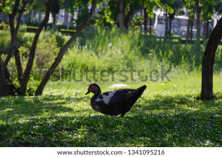 Muscovy Duck by the pond.
