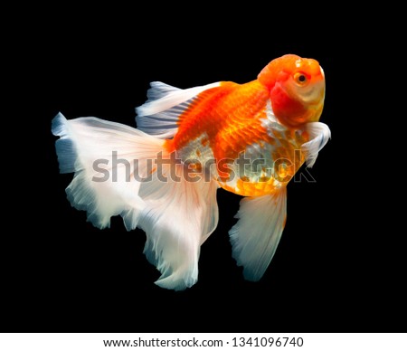 Carassius auratus,goldfish on black background with clipping path