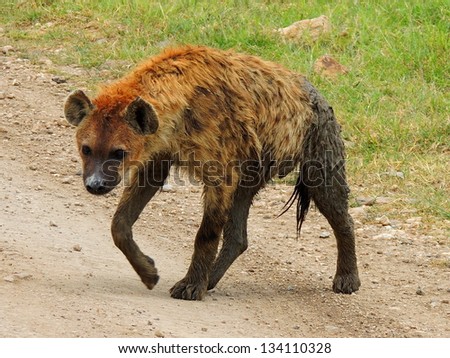 spotted  hyena walking in the road on safari in ngorongoro crater, tanzania,  east africa