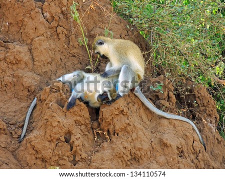 a pair vervet monkeys playing in the muddy hillside in lake myanara park, tanzania, east africa