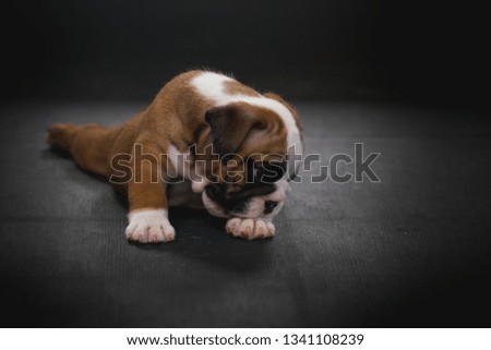 English bulldog puppy in basket studio portrait style, cute puppie in dark background