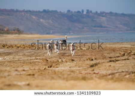 Image of happy and funny gray and white Siberian Husky dog running on the beach at seaside.