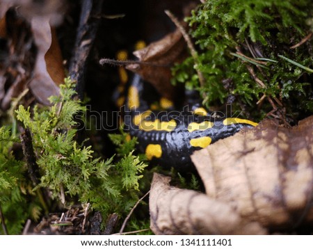 Fire salamander (Salamandra salamandra) in Germany. 
