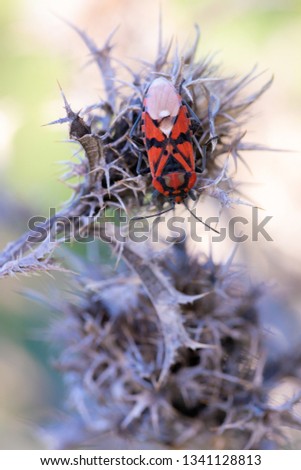 Lygaeus saxatilis. Bedbug photographed in its natural environment.