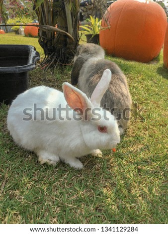 White rabbit is eating carrot on green grass.