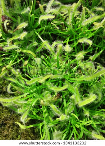 close up image of green moss. selective focus shallow dof. 