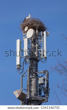 white Stork nesting on a cell tower, ignoring the danger of radiation