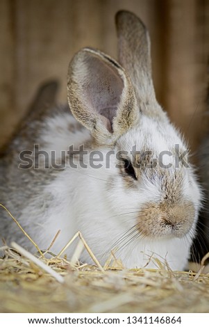 rabbit in front of the rabbit barn