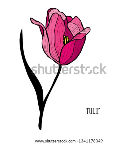 Decorative tulip  flower, design element. Can be used for cards, invitations, banners, posters, print design. Floral background in line art style