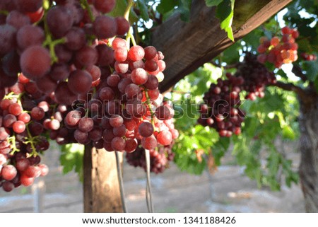 Bunches of red grapes on the vine