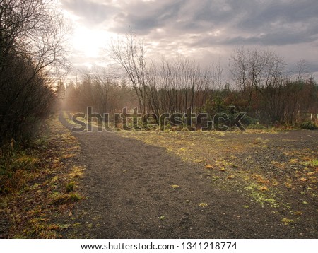 Road in a misty foggy morning forest, moody sky, sun beams.