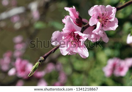 Peach flower on a branch. Рeach trees are in bloom in the garden.The road to peach orchard.Spring garden with flowering trees