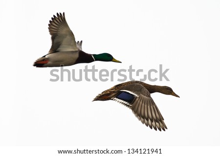 Two ducks flying, against white sky. Right one in focus.